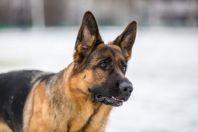 Close-up of a dog looking away