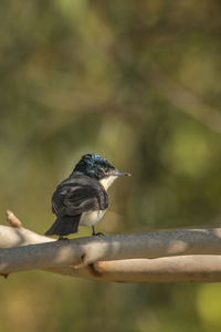 Close-up of bird perching on a branch