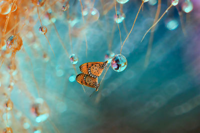 Close-up of butterfly perching on leaf