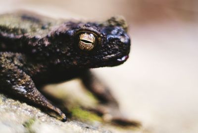 Close-up of snake