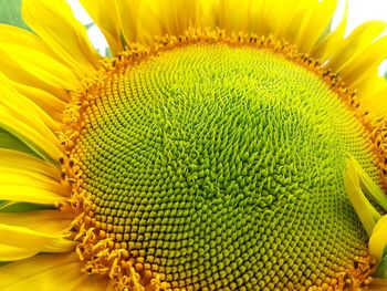 Close-up of sunflower