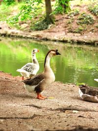 Ducks on a lake