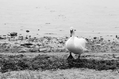 View of birds on the beach