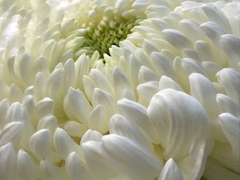 Close-up of white flowering plants