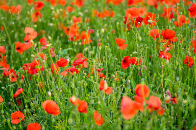 Close-up of red poppy flowers in field