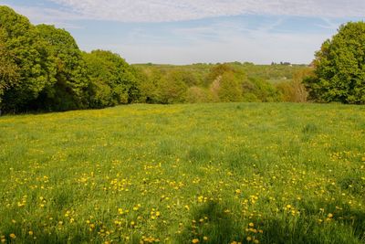 Scenic view of grassy field against sky