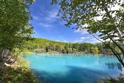 Scenic view of lake in forest against sky