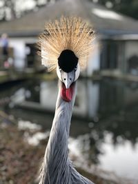 Close-up of a bird