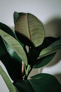 Close-up of potted plant