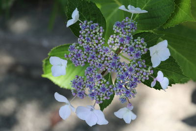 Close-up of purple flowering plant