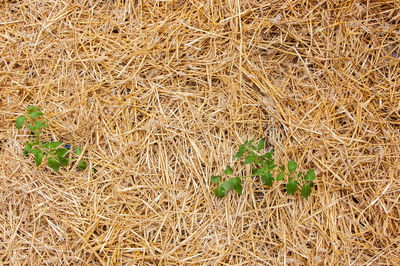 High angle view of dry plants on field