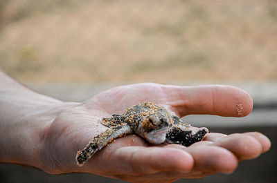 Close-up of person holding hand