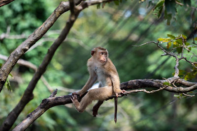 Monkey sitting on branch