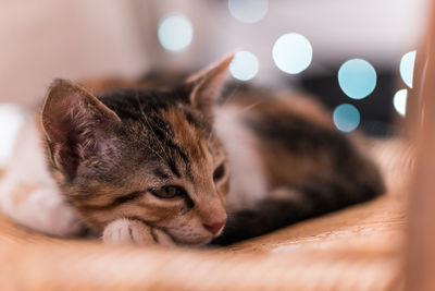 Close-up of cat sleeping on floor