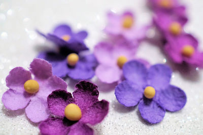 Close-up of purple flowers