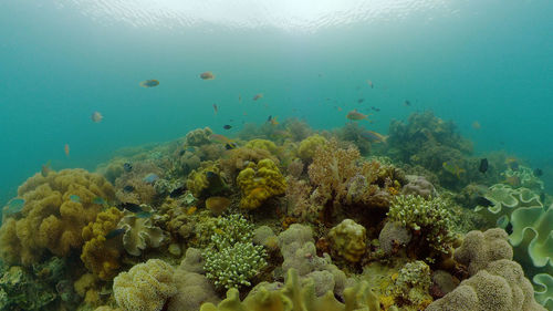 undersea