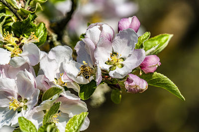 Apple blossom with bee