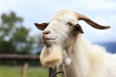 Close-up of cow against sky