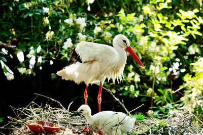 Close-up of storks