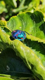 Close-up of insect on leaves