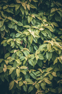 Full frame shot of leaves