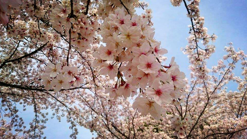 LOW ANGLE VIEW OF PINK FLOWERS