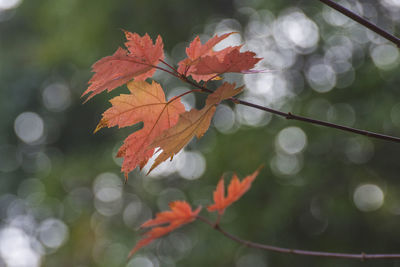Close-up of orange leaves on tree during autumn