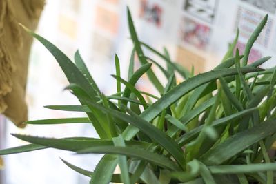 Close-up of plant