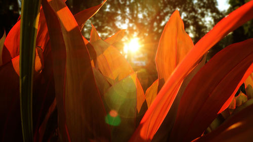 Close-up of orange flowering plant