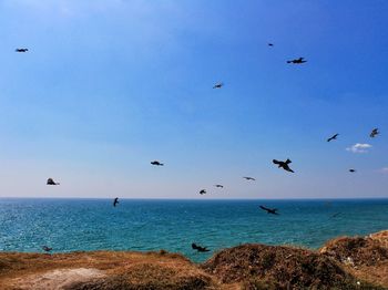 Flock of birds flying over sea