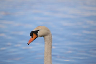 Close-up of swan swimming in lake