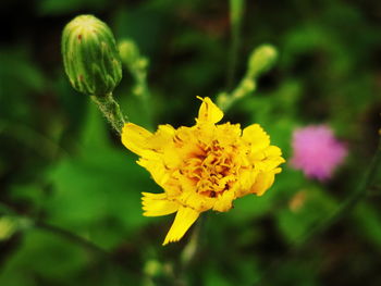 Close-up of yellow flower blooming outdoors