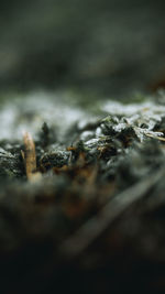 Close-up of snow on plant