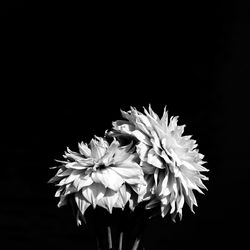 Close-up of flowers against black background