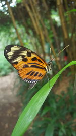 Butterfly on leaf