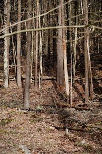 View of trees in forest