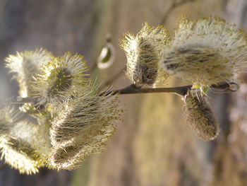 Close-up of wilted plant