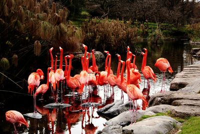 View of birds on rock by lake