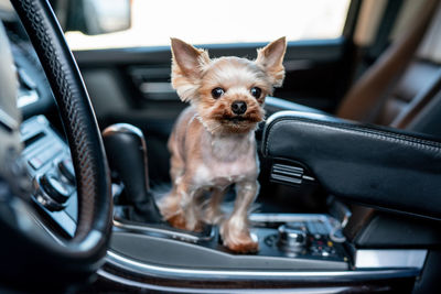 Close-up of dog in car