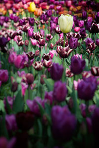 Full frame shot of purple tulips blooming outdoors
