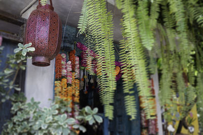 Low angle view of potted plants hanging on plant