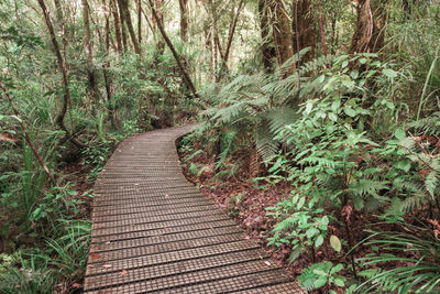 Boardwalk amidst trees in forest