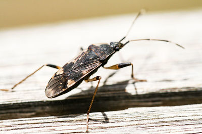 Close-up of insect on wood