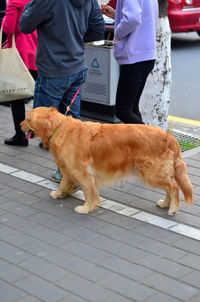 Low section of man with dog