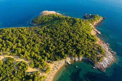 High angle view of coconut palm trees on beach