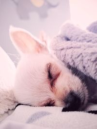 Close-up of dog sleeping on bed