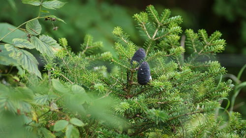 Close-up of insect on flower
