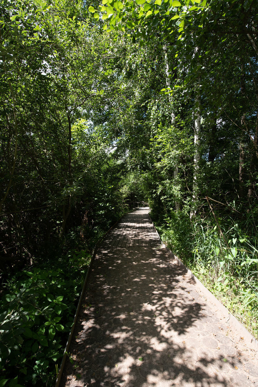 FOOTPATH AMIDST TREES