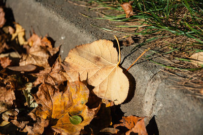 Close-up of dry autumn leaves