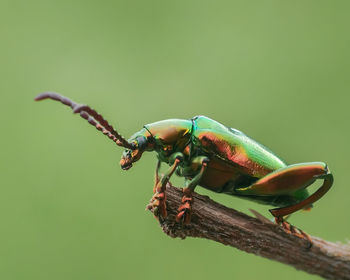 Close-up of insect perching on branch